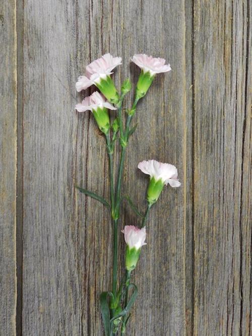 ORNELLA LIGHT PINK MINI CARNATIONS